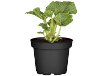 OBI Topoľovka ružová priemer kvetináča cca 19 cm Alcea