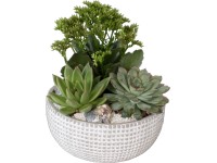 Aranžmán zo sukulentov v sivej betónovej nádobe priemer kvetináča cca 20 cm