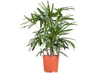 Bambusová palma (Rhapis Excelsa), kvetináč cca 20 cm