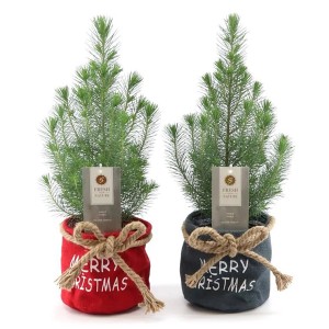 Dve borovice v látkovom kvetináči (červená, sivá) s potlačou "Merry Christmas", kvetináč cca 17 cm.