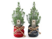 Royal Lemkes Borovica píniová (Pinus pinea) vo vian. lát. kvetináči mix pr. 17cm