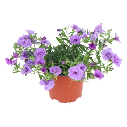 GROW by OBI Minipetúnia (Calibrachoa hybrid) "Double Deep Purple" cca pr. 12 cm