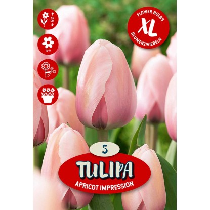Kvetinová cibuľka tulipánu (Tulipa Darwin Apricot Impression)