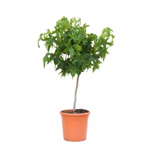 Guľovitý ambróvník (Liquidambar) na mini kmeni v kvetináči, zelené listy. Ideálne ako strom do domu.