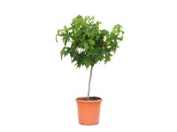 GROW by OBI Ambroň západný (Liquidambar Styraciflua) guľa mini kmienok, kv. 9 l
