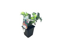 OBI Pakost krvavý červený priemer kvetináča cca 9 cm x 9 cm