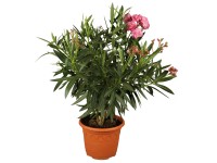 OBI Oleander obyčajný trojfarebný priemer kvetináča cca 19 cm Nerium