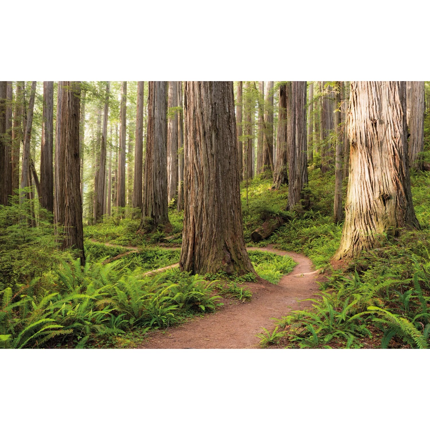 E-shop Komar Vliesová fototapeta Redwood Trail 450 x 280 cm
