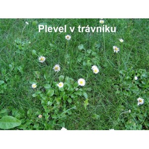 Detailný záber trávnika s burinou (sedmokrásky).