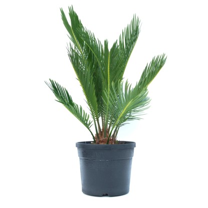 GROW by OBI Cykas japonský (Cycas revoluta) výška 20 cm, 3 l