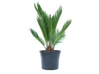 GROW by OBI Cykas japonský (Cycas revoluta) výška 20 cm, 3 l