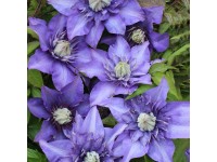 Plamienok (Clematis Hybride) 