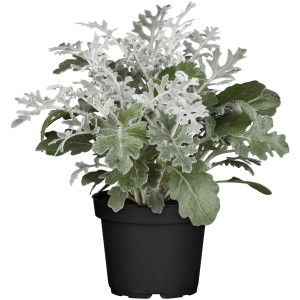 Starček strieborný 'Winter Whisper Yellow' v kvetináči, atraktívna zimná rastlina od GROW by OBI.
