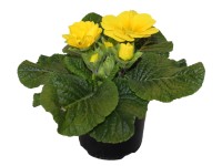 Prvosienka bezbyľová veľkokvetá, pr. kvetináča 11 cm