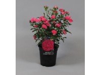 Ruža záhonová ružová 