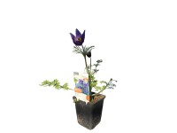 OBI Poniklec obyčajný 