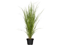 Proso prútnaté (Panicum virgatum) Northwind, pr. kvetináča 28 cm Proso prútnaté (Panicum virgatum) Northwind, pr. kvetináča 28 cm
