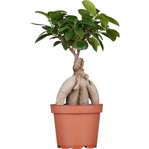 Čínsky Figovník Ginseng Bonsai v kvetináči (cca 12 cm Ø). Zelená rastlina s bizarnym rastom.