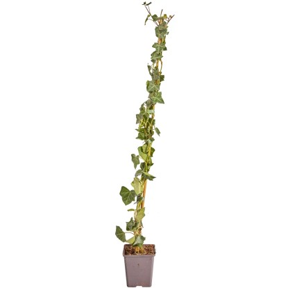 Brečtan popínavý x írsky (Hedera helix ssp. hibernica) 80-100 cm, 1,5 l, 50 ks