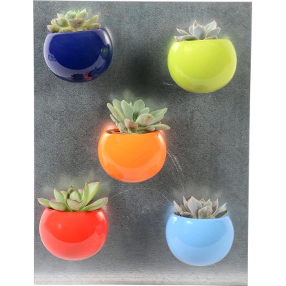 Mini sukulent v nápadnom pestrofarebnom magnetickom kvetináči priemer kvetináča