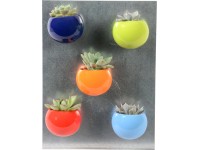 Mini sukulent v nápadnom pestrofarebnom magnetickom kvetináči priemer kvetináča