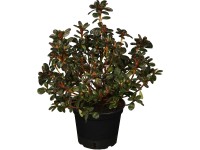 OBI Azalka japonská (Azalea) 