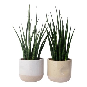Dve rastliny svokrin jazyk (Sansevieria) v keramických kvetináčoch, sukulenty do interiéru.