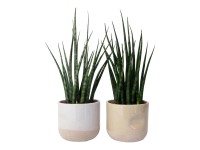 Svokrin jazyk (Sansevieria) v keramickom kvetináči, pr. kvetináče cca 10,5 cm