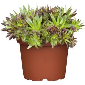 Skalnica (Sempervivum) v hnedom kvetináči, priemer cca 13 cm.