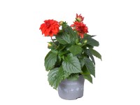 Royal Lemkes Georgína (Dhalia) 