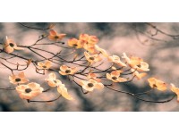 Bondecor Obraz, tlačené plátno Flora 50 x 100 cm