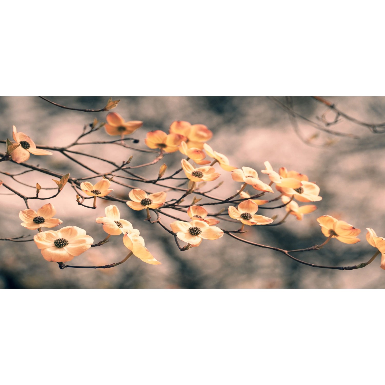 E-shop Bondecor Obraz, tlačené plátno Flora 50 x 100 cm