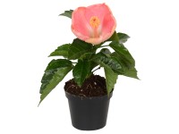 Ibištek čínska ruža Mini mix