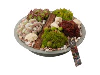 Royal Lemkes Netresky (Sempervivum) v zinkovej žadinke pr. 31 cm