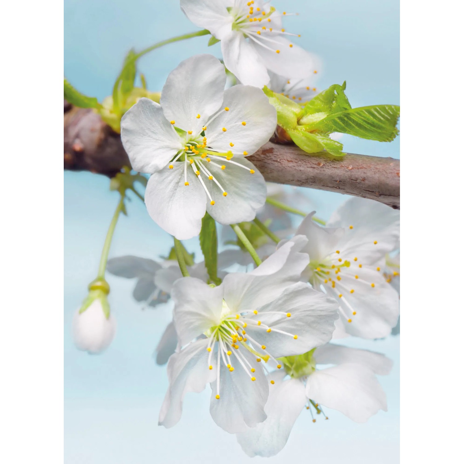 E-shop Komar Vliesová fototapeta Blossom 184 x 248 cm