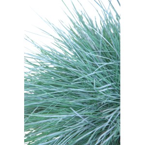 Detailný záber na GROW by OBI Kostrava sivá Intense Blue v kvetináči, okrasná tráva.