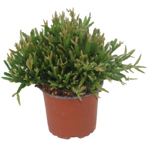 Korálový kaktus v hnedom kvetináči, výška cca 15-20 cm. Dekoratívny sukulent pre svetlé miesto.