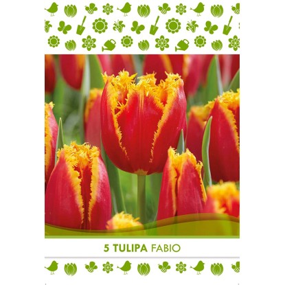 Royal De Ree Holland Kvetinové cibuľky tulipán (Tulipa) "Fabio" 5 ks