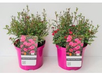 GROW by OBI Ruža (Rosa) LillyRose biela výška 40-50 cm