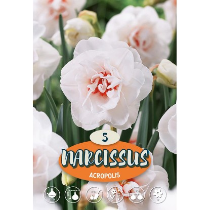 Plnokvetý narcis "Acropolis"