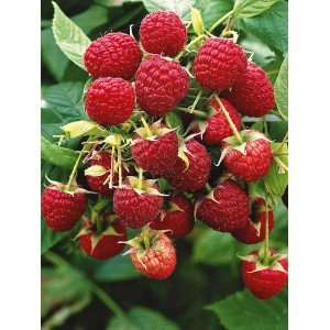 Krík s mnohými červenými, zrelými bio malinami GROW by OBI odrody Aroma Queen.