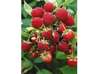 Ostružník maliník - Maliník obyčajný (Rubus idaeus)