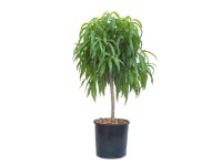 Trpasličia broskyňa