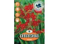 Montbrécie Lucifer červenooranžové