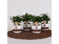 Kávovník arabský (Coffea arabica) v keramickom kvetináči, pr. kv. cca 12 cm