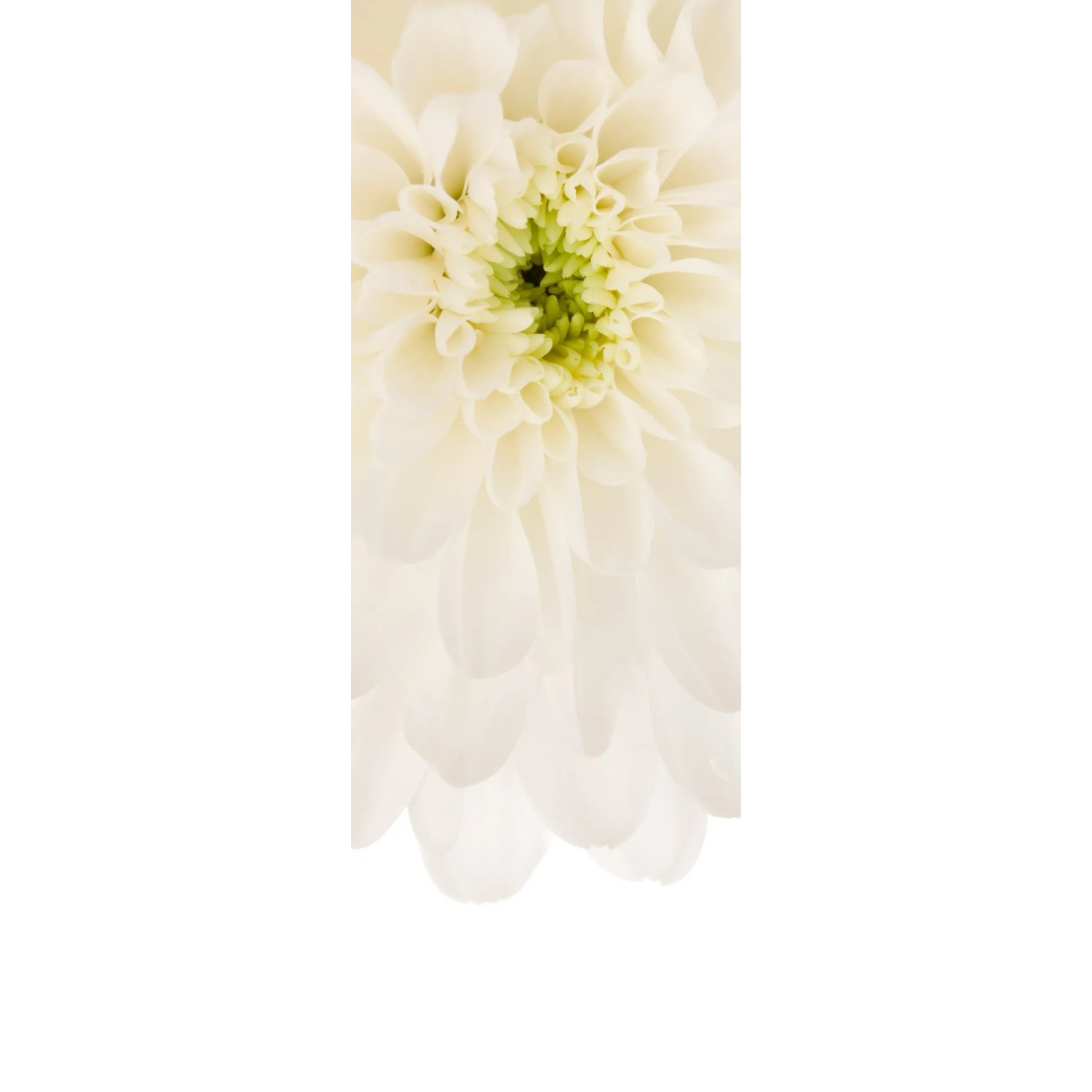 E-shop Komar Vliesová fototapeta Beautiful 100 x 280 cm