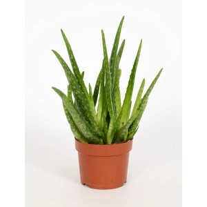 Aloe vera sukulent v kvetináči, cca 15-20 cm vysoká, zelené listy s bielymi škvrnami.