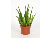 OBI Aloe vera 15-20 cm, pr. kvetináče 12 cm