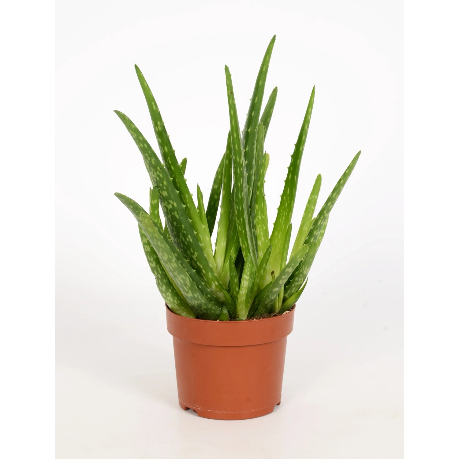 OBI Aloe vera 15-20 cm, pr. kvetine 12 cm