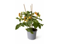 2Friends Paradajka jedlá balkónová kompaktná (Solanum lycopersicum) T13 2Friends Paradajka jedlá balkónová kompaktná (Solanum lycopersicum) T13